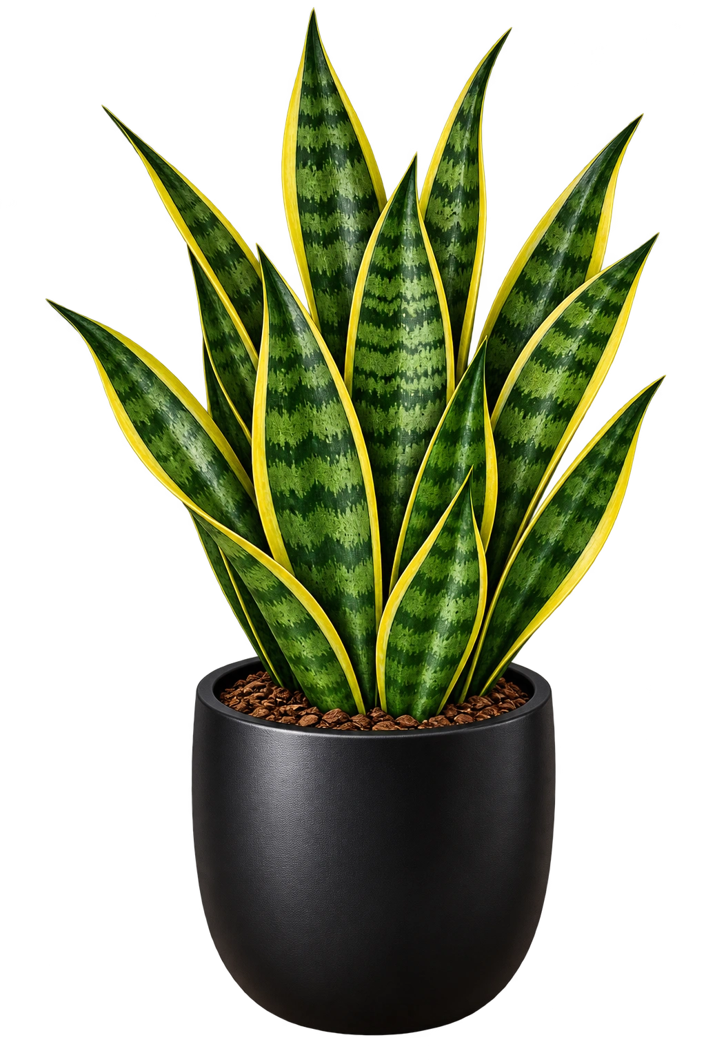 rock-snakeplant
